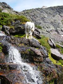 Mountain Goat in GNP